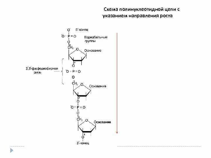 Направление цепи рнк. Фрагмент цепи рнк. фрагмент цепи днк. приведите строение фрагмента днк. цепь днк.