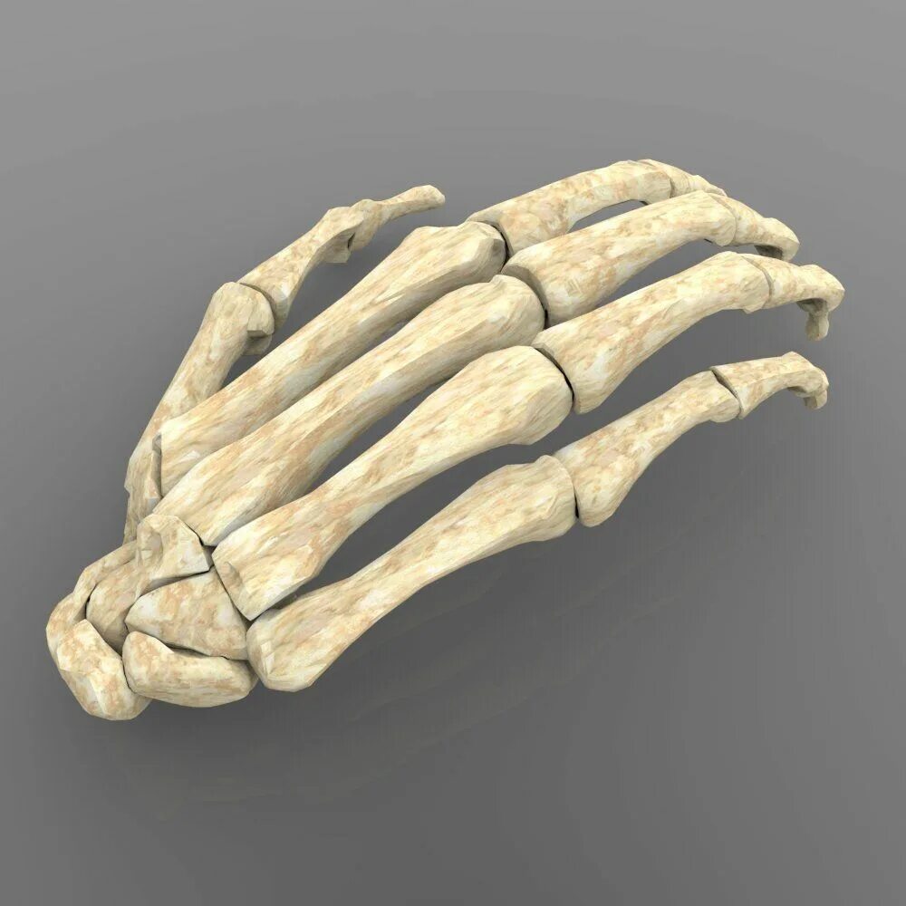 Bone 3d