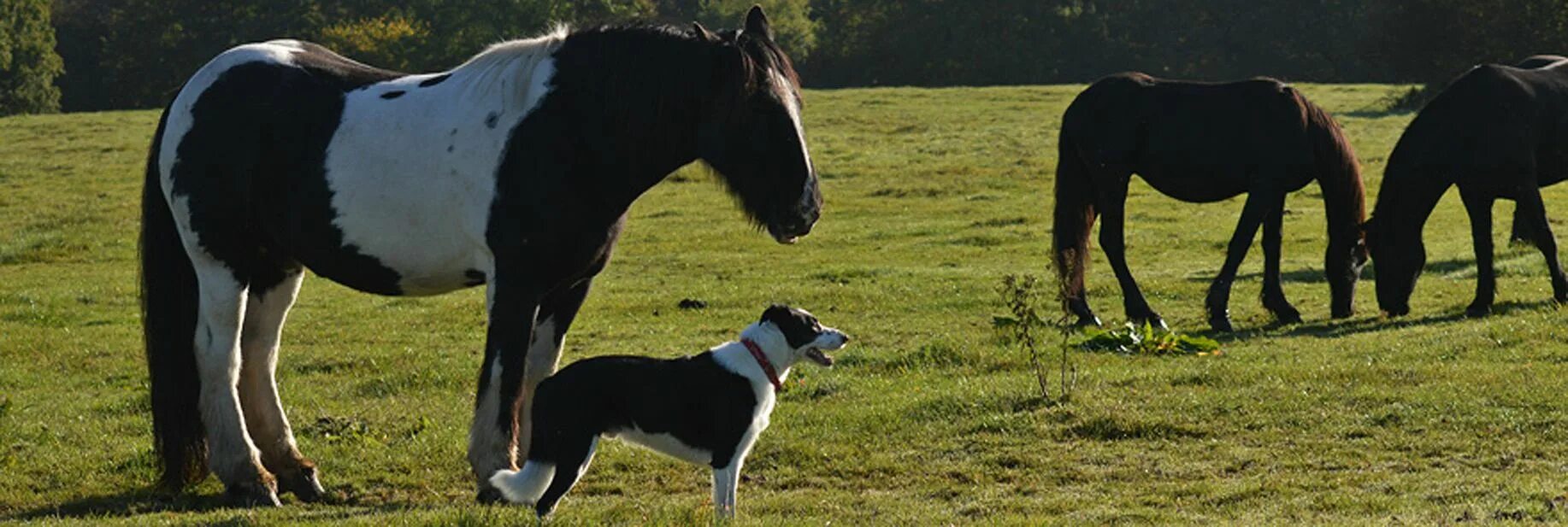 Собака на лошадке. Лошадки фото. The dog horse. Лошадь и овчарка. Лошади красивые позы.