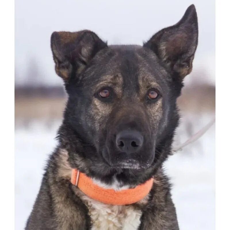 Политическая собака. Собака товарищ. Вео моншер вирсаль заграй родословная. Животные в шапке ушанке. Doge сталин.