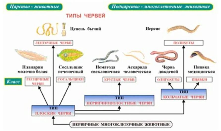 Черви царство