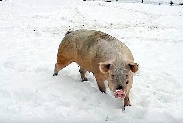 Свинья в снегу. Поросенок в снегу. Поросята зимой. Свинка зимой. Свинья зимой.