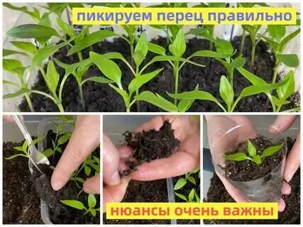Надо ли заглублять перец при пикировке. Посадка перца в грунт. Пикируем томаты. Надо ли заглублять перец при пикировке. Надо ли заглублять перец при пикировке.