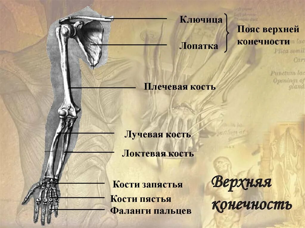 Самая крупная кость поясов конечностей. Скелет плечевого пояса и свободной верхней конечности. Кости верхнего пояса. Кости пояса верхней конечности. Пояс верхних конечностей человека.