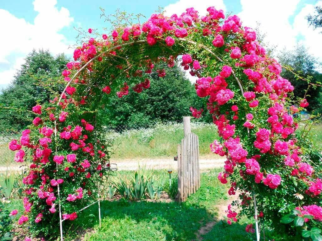 Bolte pentru trandafiri cataratori - modele si informatii practice Rose garden d
