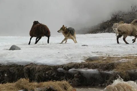 Волки нападают на стадо