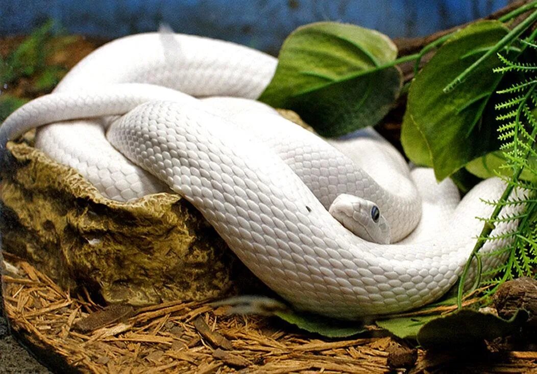 Сон белая змея к чему снится. Rat Snake змея. Кукурузная змея альбинос. КУКУРУЗОВЫЙ полоз. Texas rat Snake.