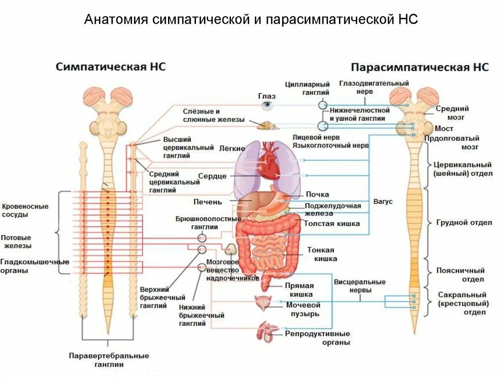 Симпатическая и парасимпатическая. Парасимпатическая НС строение. Эффекты симпатической и парасимпатической НС. Парасимпатическая и симпатическая НС отличие. Симпатич