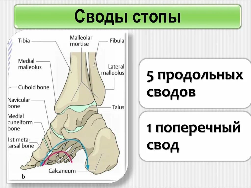 Свод 21. Своды стопы анатомия. Кости свода стопы анатомия. Продольный свод стопы образован. Строение сводов стопы.