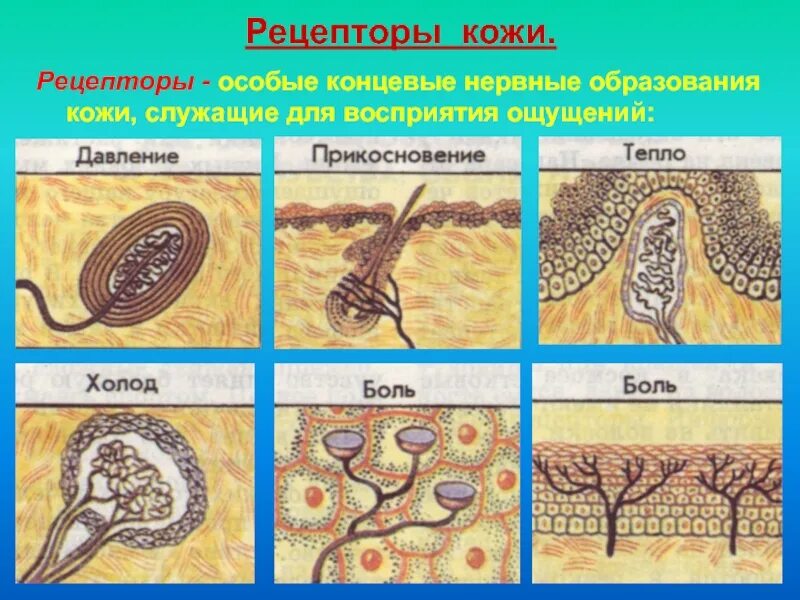 Расположение кожные механорецепторы анализатор. Рецепторы кожи гистология. Нервные рецепторы кожи. Строение кожи рецепторы кожи.