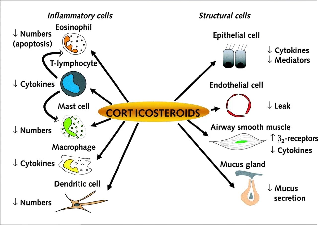 Cell effect. Glucocorticosteroids. Glucocorticosteroids аббревиатуры. The mechanism of Action of glucocorticosteroids. Цитокины и апоптоз.