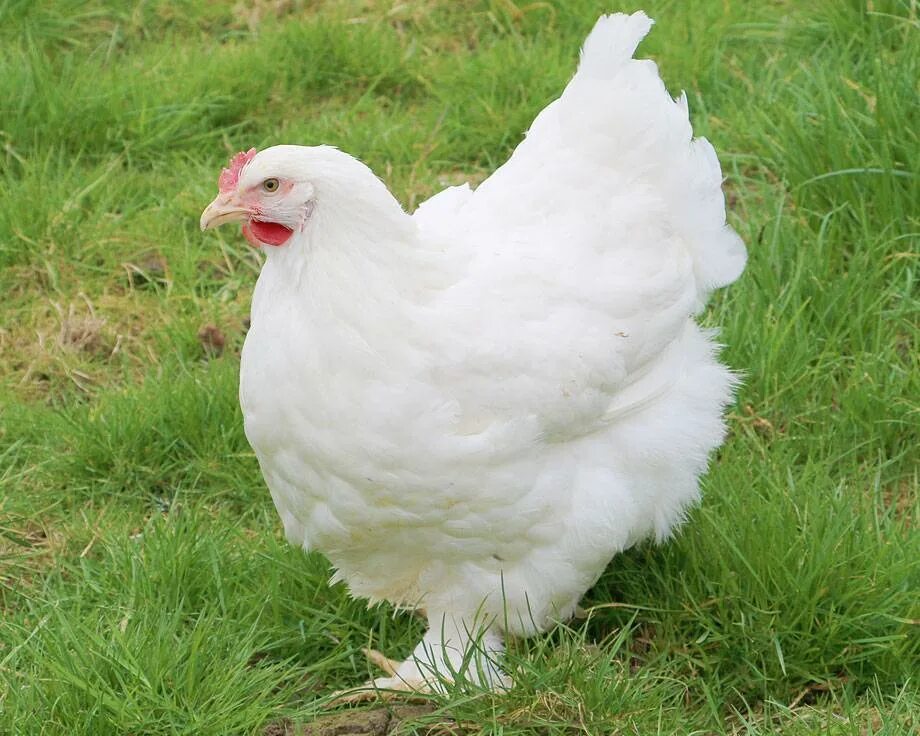 Курица гребень на бок порода белая. Белый Леггорн. Породы белых кур. Белая курица. Русская белая курица.