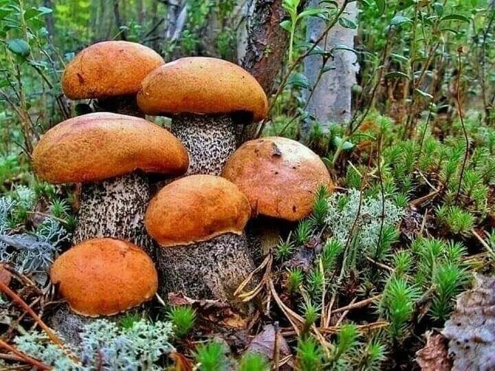 Съедобные грибы ямала. Подосиновики на ямале. Грибы янао съедобные. Северские грибы. Боровик пластинчатый гриб.