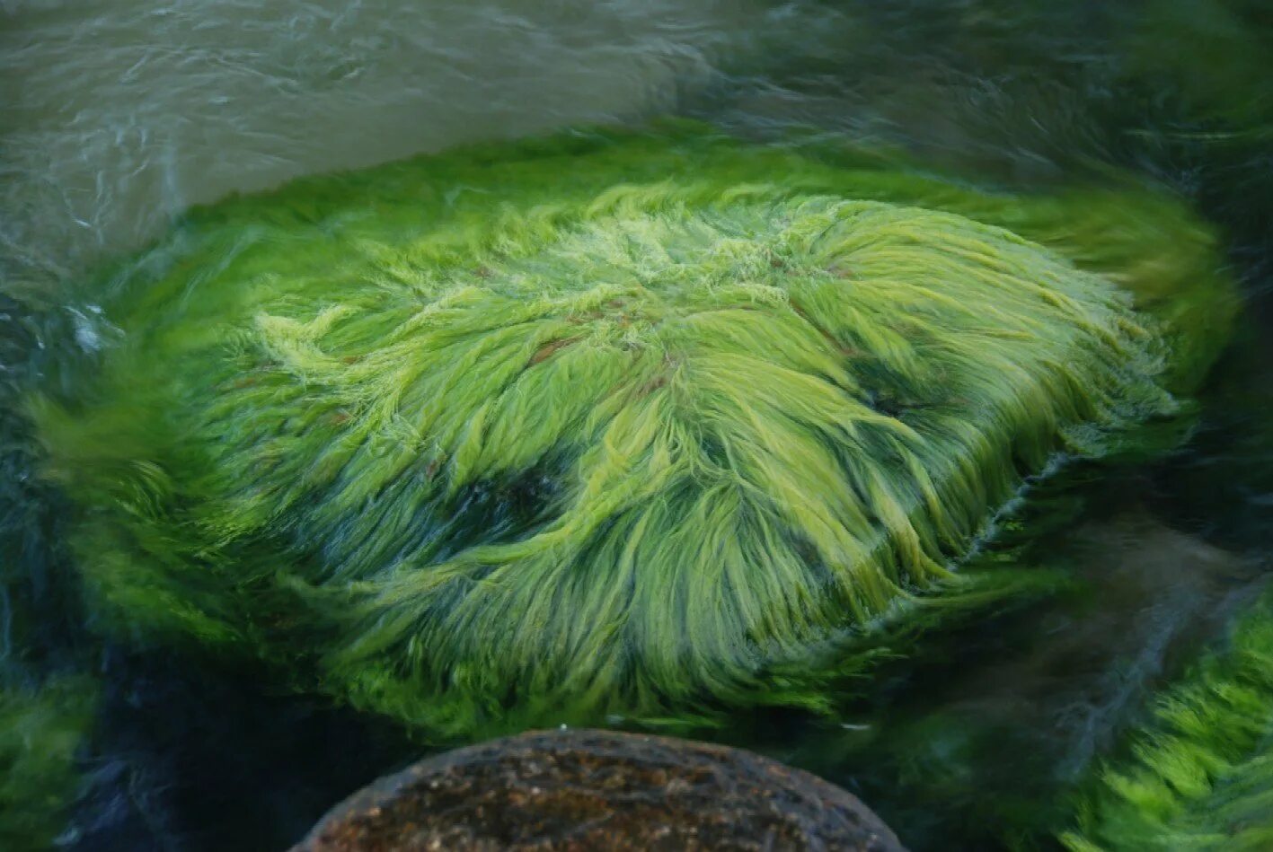 Какие водоросли образуют. Перифитон водоросли. Спирогира Ряска.