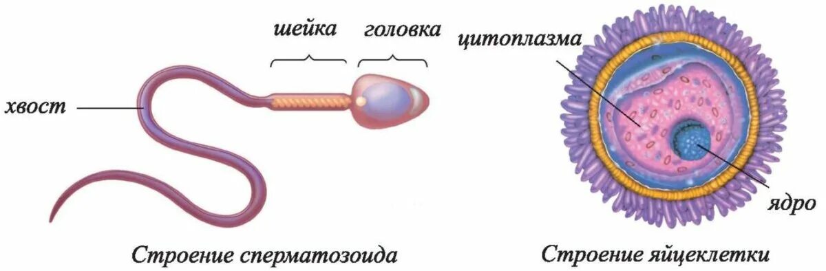 Мужская гамета. Схема строения яйцеклетки и сперматозоида. Строение яйцеклетки и спермия. Строение сперматозоида и яйцеклетки рисунок. Строение яйцеклетки и строение сперматозоида.