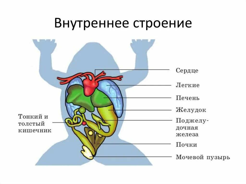 Земноводные печень. Внутреннее строение земноводных рисунок. Внутреннее строение земноводных 7 класс биология. Выделительная система земноводных кожа. Строение внутренних органов лягушки.