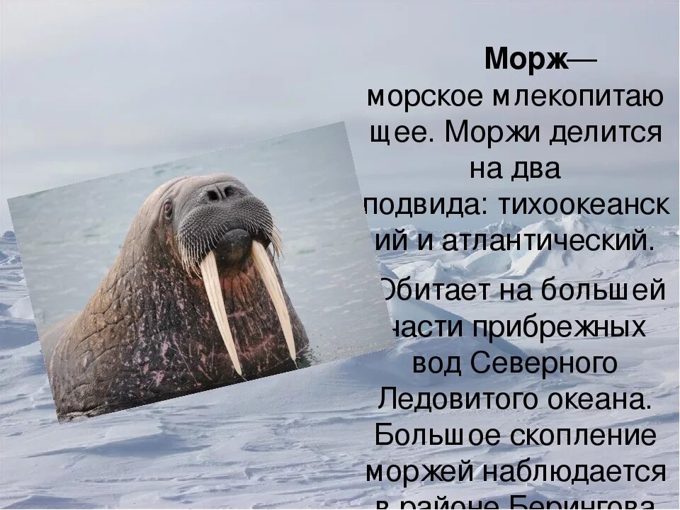 Морж описание. Сообщение о Морже. Доклад про моржа. Морж презентация.