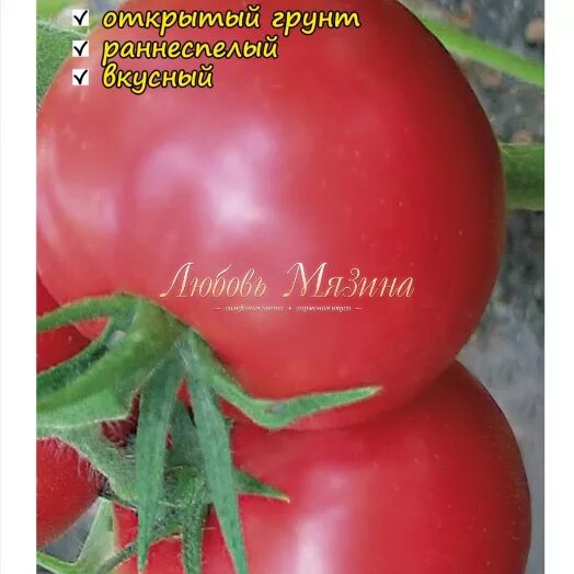 Сорт томата розовая ляна отзывы. Семена томат розовая Ляна селекционер Мязина л. Семена томат Ляна. Мязина семена томатов Ниагара. Семена томат Ляна розовая.