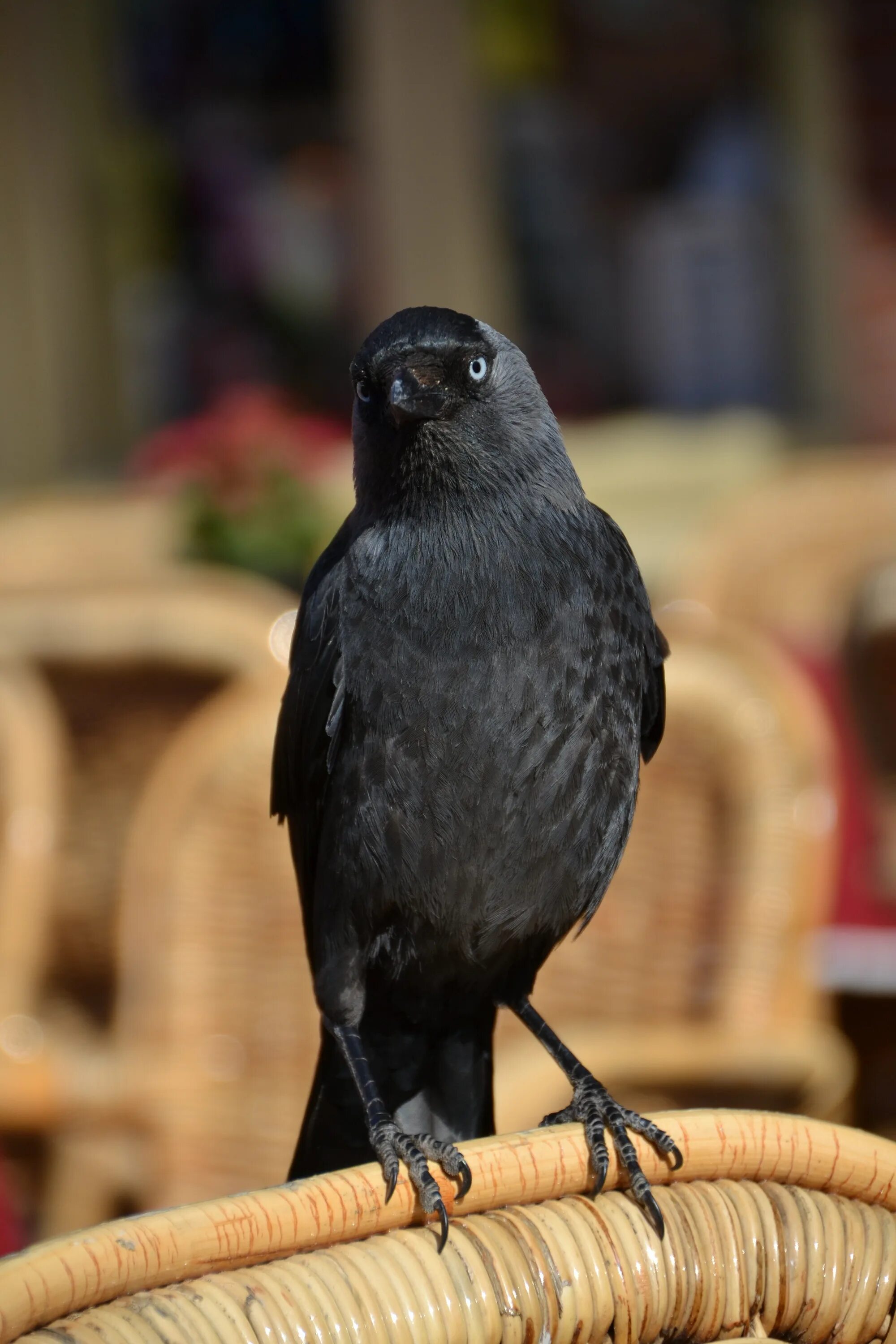 Маленькие темные птицы. Черноголовый Дрозд. Ошейниковый ворон. Черная птичка. Маленькая черная птичка.