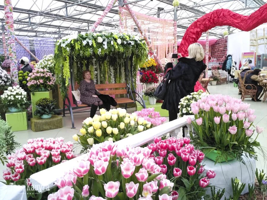 Выставка цветов в калуге. Выставка цветов в калуге. Галантус теплицы. Выставка цветов галантус калуга. Галантус калуга правый берег.