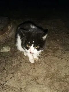 Избили кошку