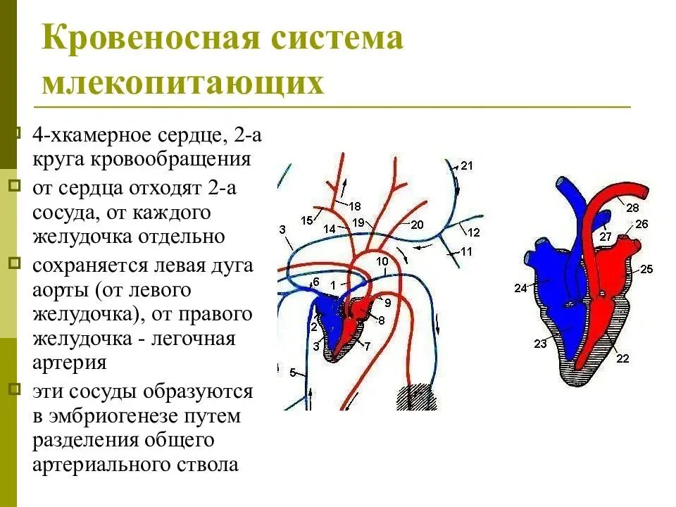 Какой тип сердца у млекопитающих. Схема строения сердца и кровеносной системы млекопитающих. строение кровеносной системы млекопитающих 7 класс. строение кровеносной системы и сердца млекопитающих. кровеносная система млекопитающих круги кровообращения.