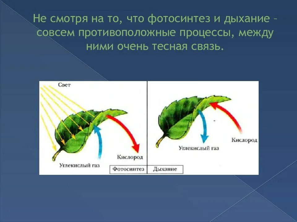 Схема как происходит дыхание растений. Процессы фотосинтеза и дыхания 6 класс. Схема процесса фотосинтеза. Фотосинтез и дыхание растений. Схемы процессов дыхания и фотосинтез.