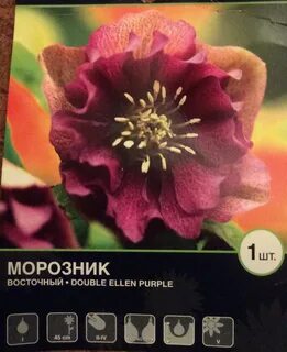 Коллекционные сорта