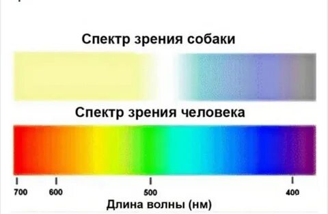 Какой цвет собаки видят лучше