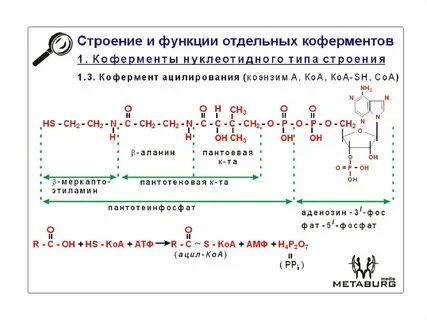 Биологическая роль кофермента а
