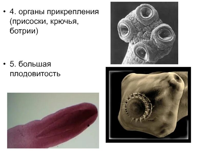 Присоска d40 мм. Присоски крючья. Органы фиксации ленточных червей. Крючок пластиковый на присоске. На присоске вакуум к-221-2.