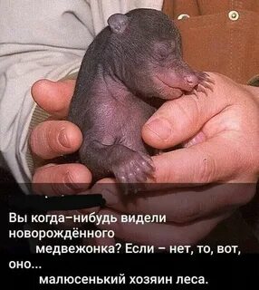 Какими рождаются медведи