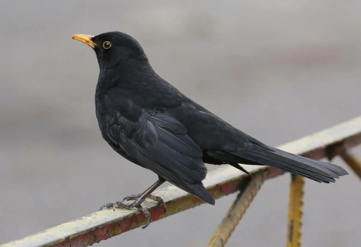 Черный дрозд дрозд. Черный дрозд. Мерула птица. Европейский дрозд. Чёрный дрозд фото птицы.