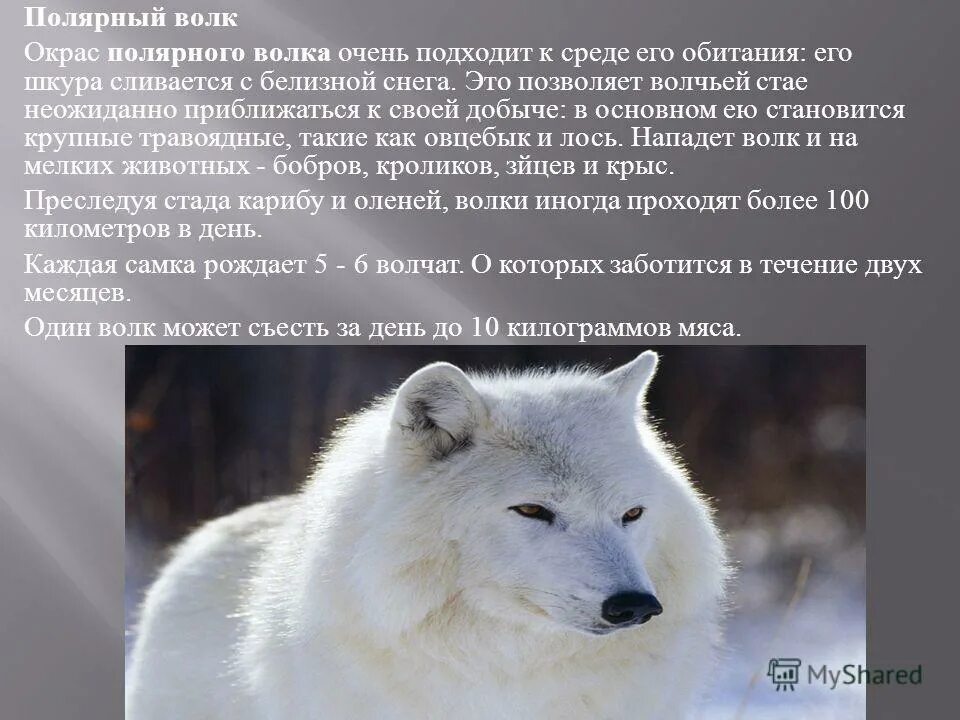 Сериал полярный 2. Сериал полярный 2. Михаил пореченков полярный. Полярный снежногорск полярный. Полярный сериал светлана листова.