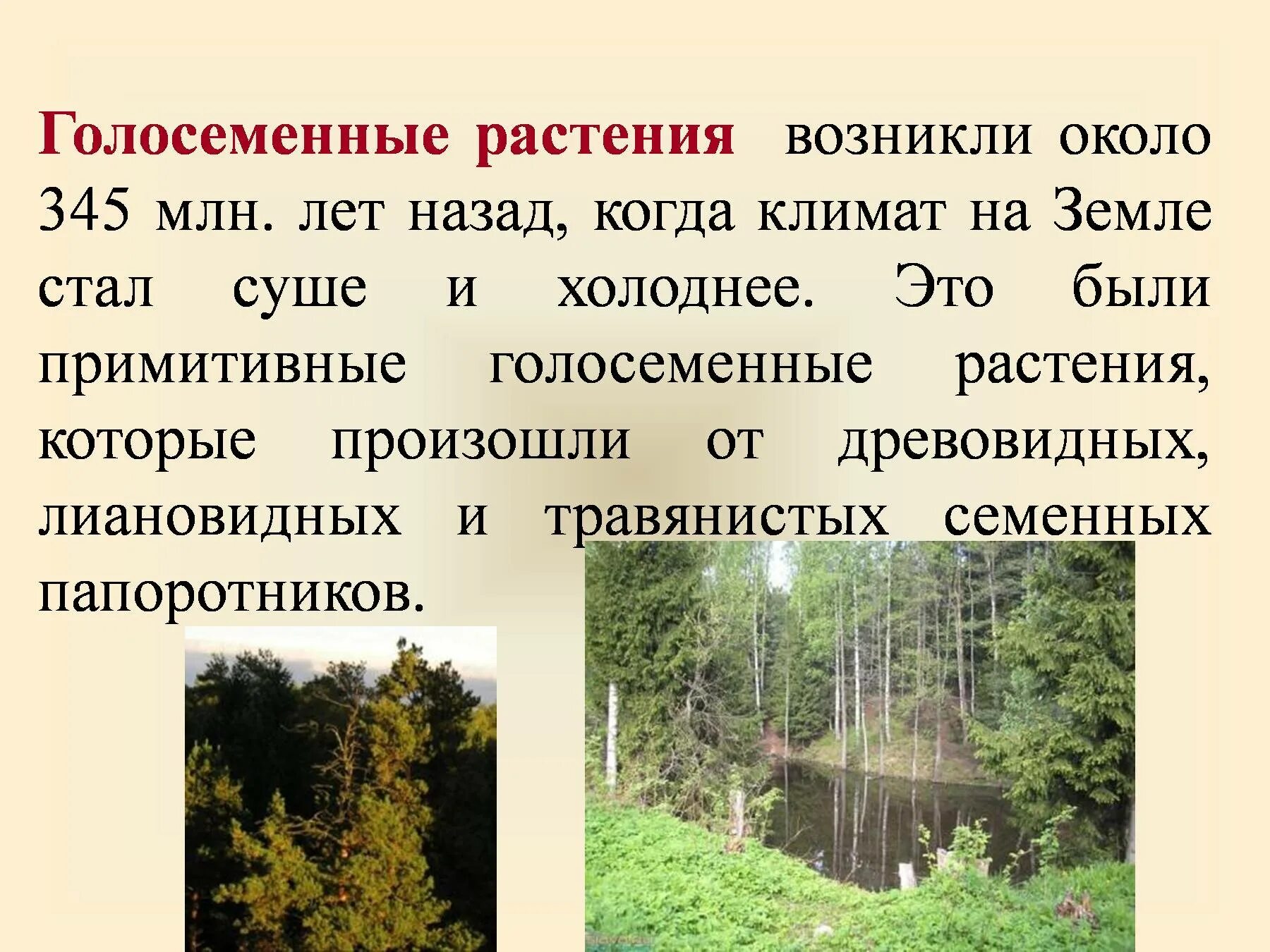 Основные признаки голосеменных растений 7. Голосеменные растения презентация. презентация по теме голосеменные растения. появление голосеменных растений. интересные факты о голосеменных растениях.