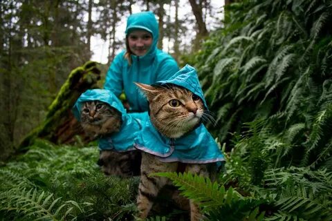 Котик турист