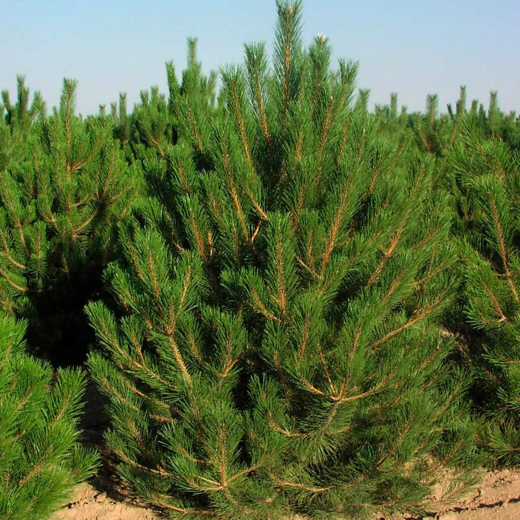 Сосна нигра описание. Сосна Pinus nigra. Пинус Нигра. Сосна черная nigra. Сосна черная Австрийская (Pinus nigra).