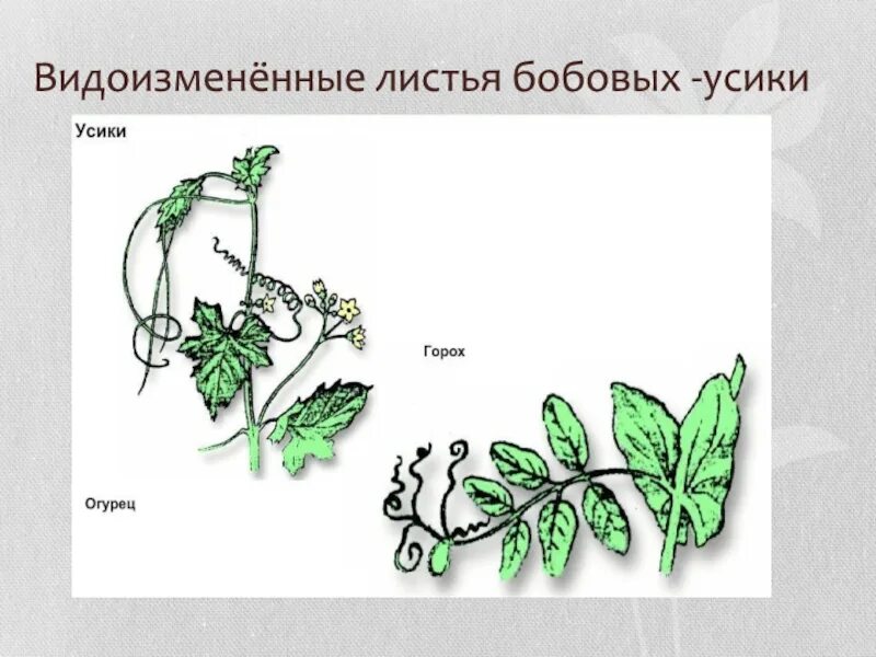 Усики гороха посевного. Видоизмененные побеги усики. Усики огурца это видоизмененные листья. Усики гороха это видоизмененный побег. Усики винограда и усики гороха