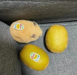 Киви хомякам