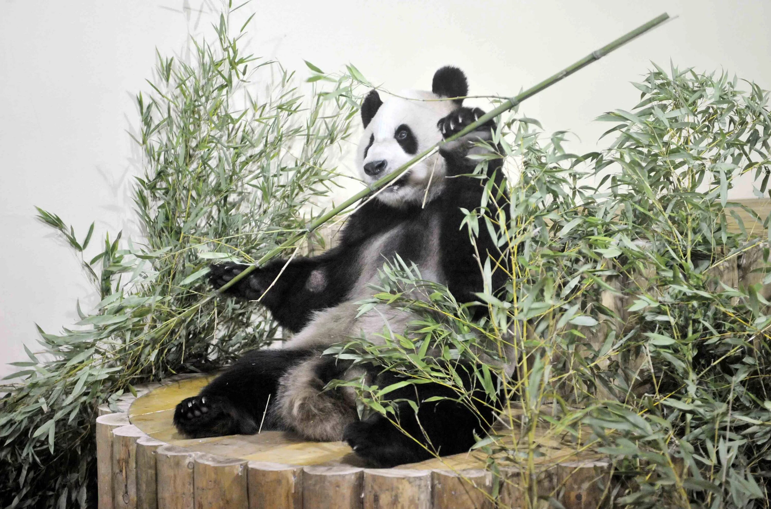 Панда собирает в круг. Панда на бамбуке. Панды на дереве. Панда ест бамбук. Панда и бамбук зоопарк.