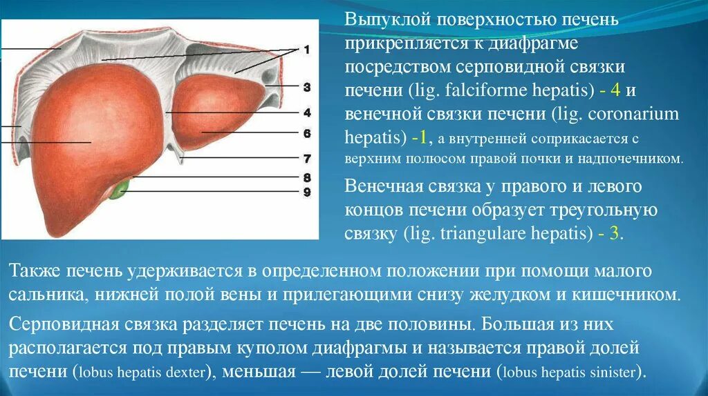 Печень какой формы. Серповидная связка печени. Венечная связка печени.