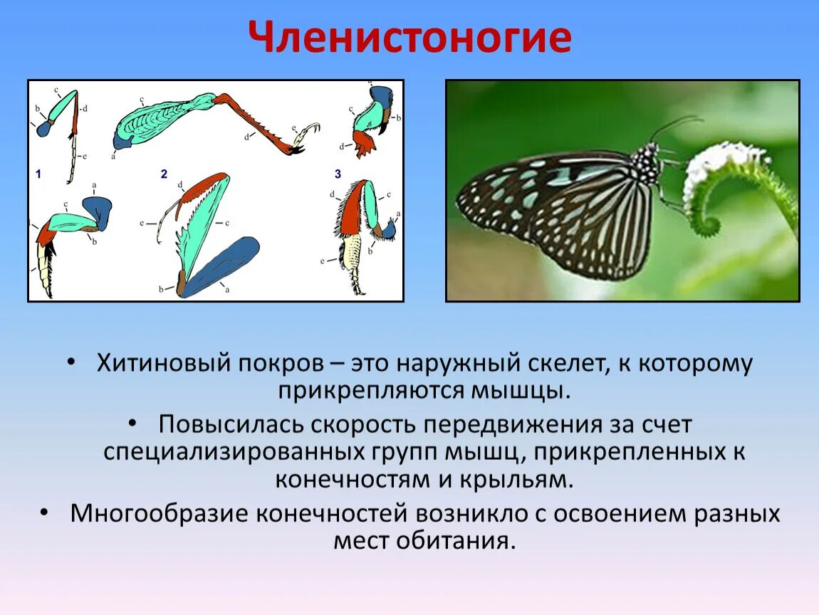 Выполняемая функция членистоногих. Членистоногие хитиновый покров. хитиновый покров у членистоногих. наружный скелет хитиновый покров членистоногих. хитиновый покров класса насекомых.