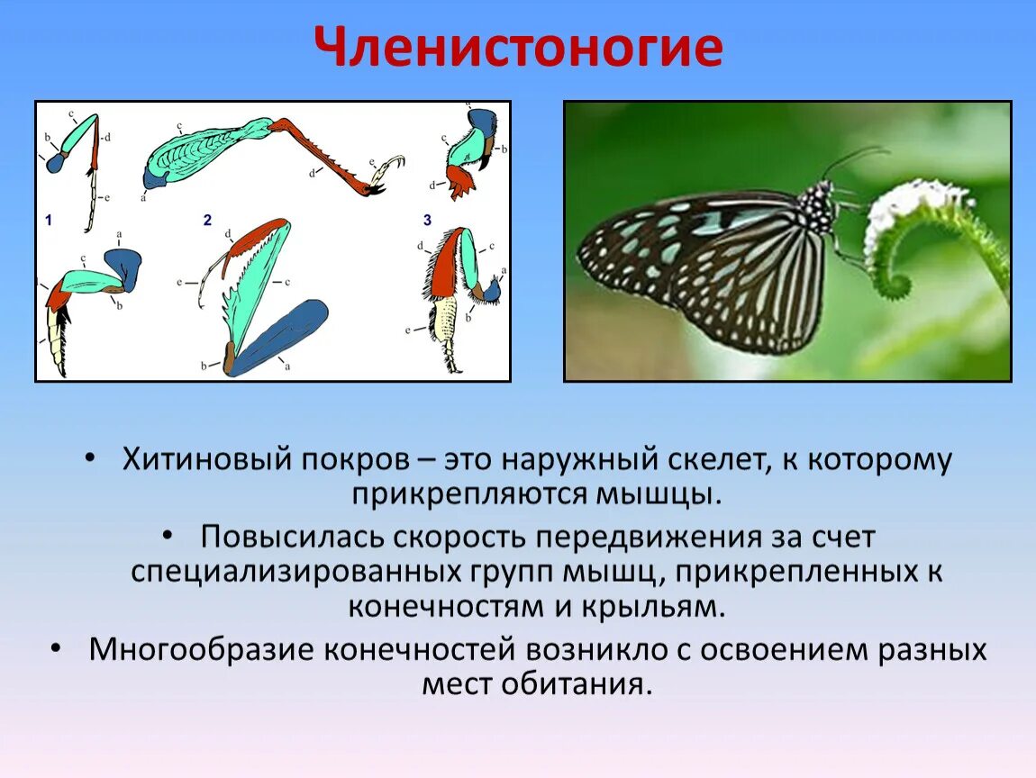 Членистоногие Хитиновый Покров. Наружный скелет Хитиновый Покров. Членистоногие наружный скелет. Хитиновый Покров у членистоногих. Какое значение имеет хитинизированный покров тела