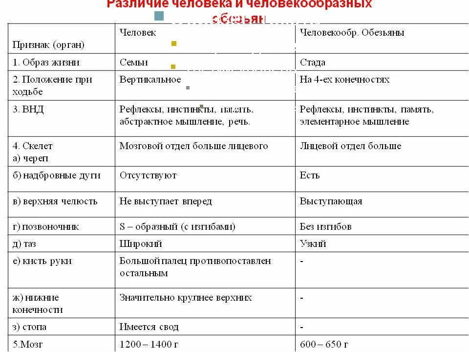 Сходства человека и обезьяны таблица. Различие человека и человекообразных обезьян таблица. Сравнение скелета человека и человекообразной обезьяны таблица. Сходства и различия человека от человекообразных обезьян таблица. Различие скелетов человека и обезьяны таблица.