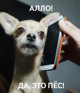 Откуда появилось слово алло
