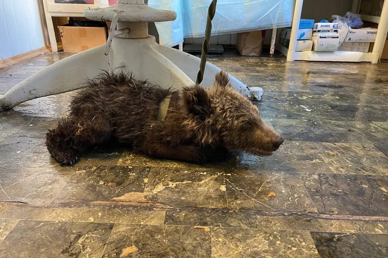 что нашли медвежата