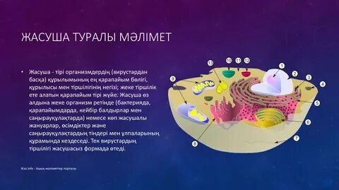 Презентация туралы