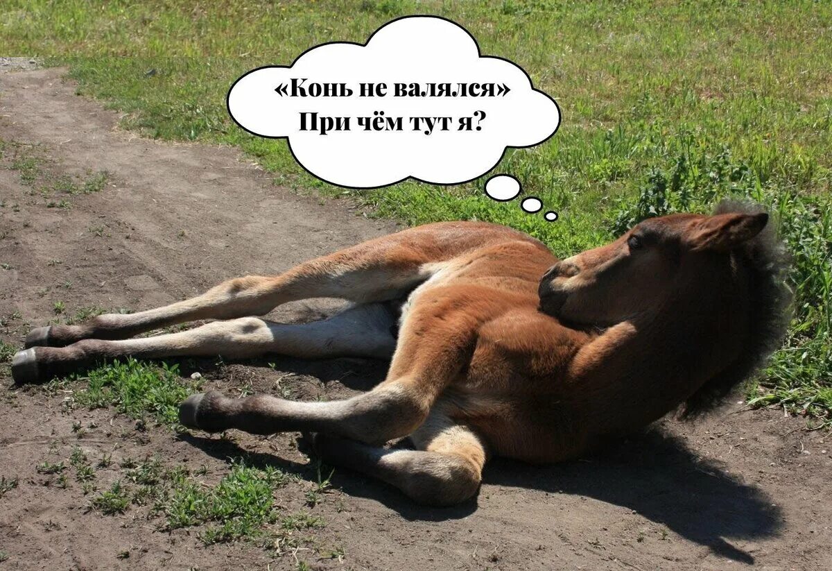 Про коня выйду. Про коня выйду