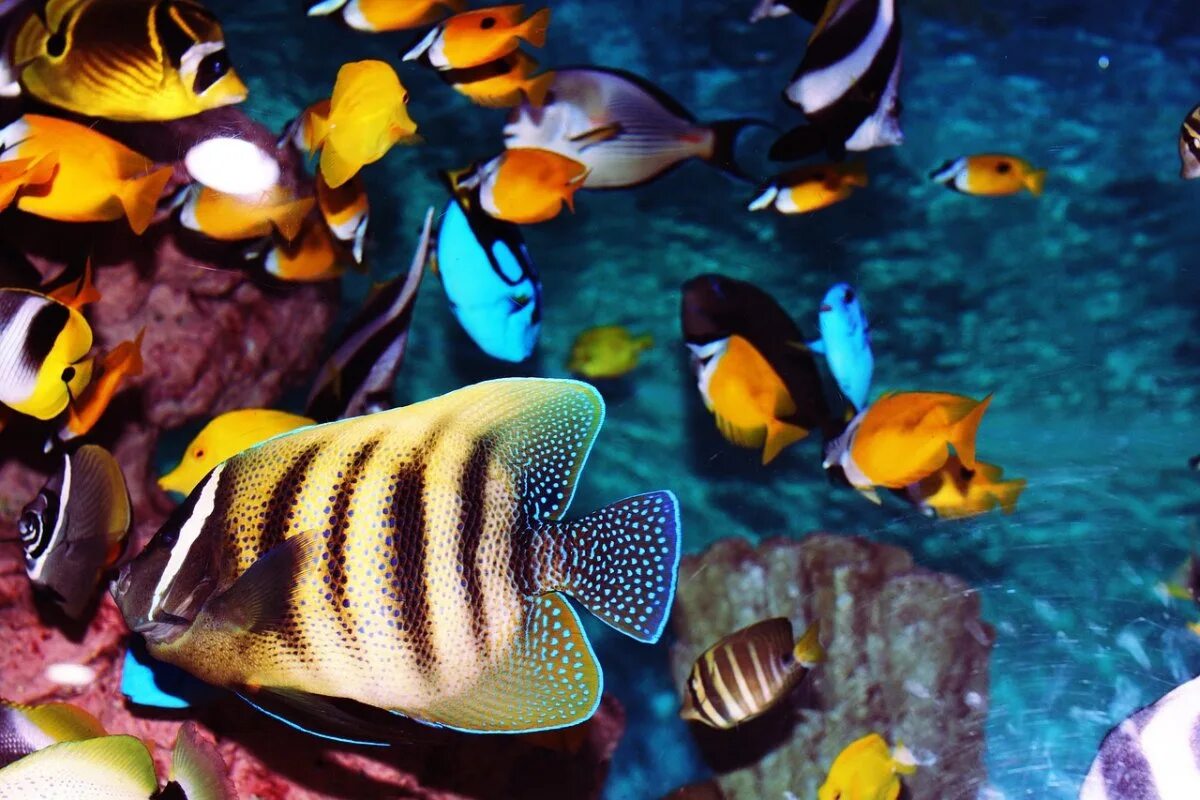 Королевский спинорог желтый. Аквариумная рыбка Мандаринка. Яркие рыбки. Красивые тропические рыбки.
