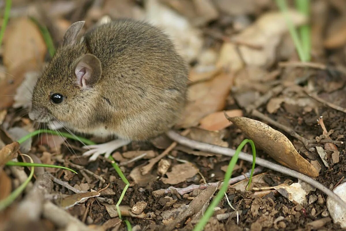 Мыши живущие в лесу. Мышь Лесная полевка. Лесная мышовка. Степная мышовка. Желтогорлая Лесная мышь.